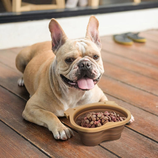 Collapsible Dog Bowl